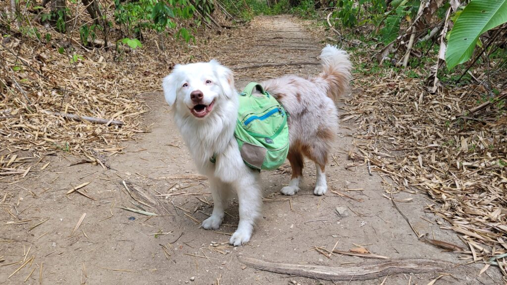 White Australian Shepherd on jungle path wearing a green Ruffwear hiking backpack
