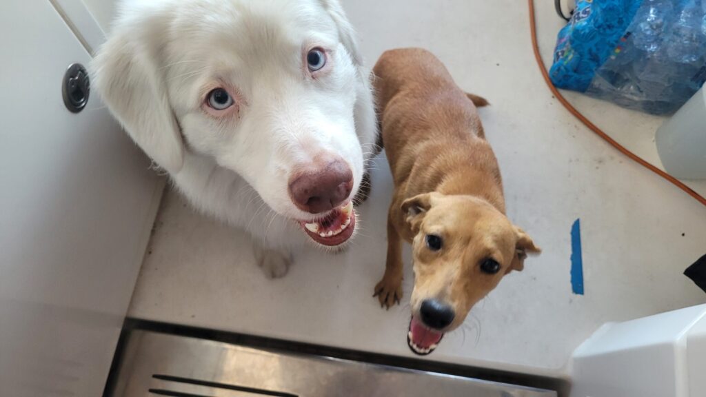 Australian Shepherd dog and Caribbean coconut hound happily looking at the camera