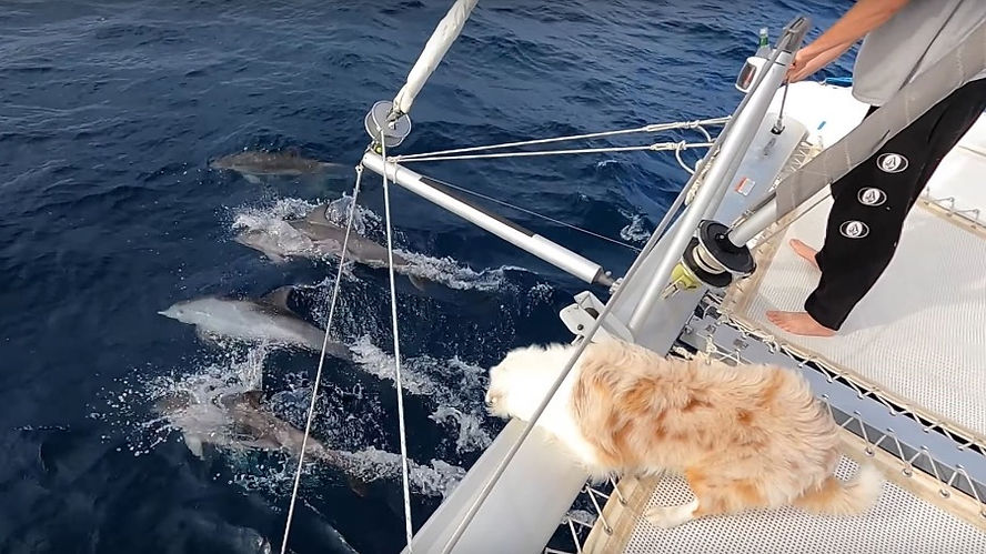 Sailing dolphin