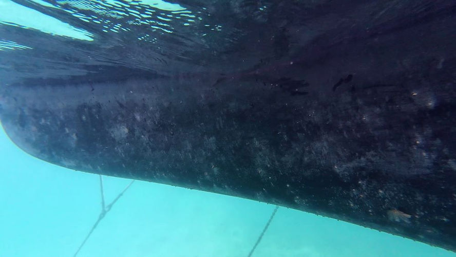 Underwater view of a ship’s hull painted with Petit Trinidad Pro antifouling with algae and barnacles.