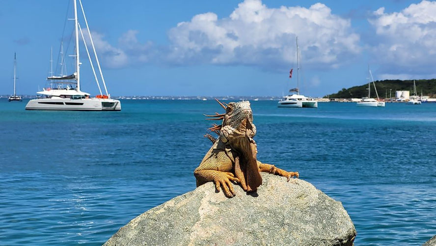 Iguana on a rock by the sea, with sailboats in the background under a blue sky with clouds. Vibrant colors and a serene setting in St Martin.