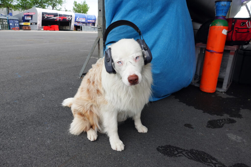 Australian Shepherd dog wearing protective earwear in a shipyard