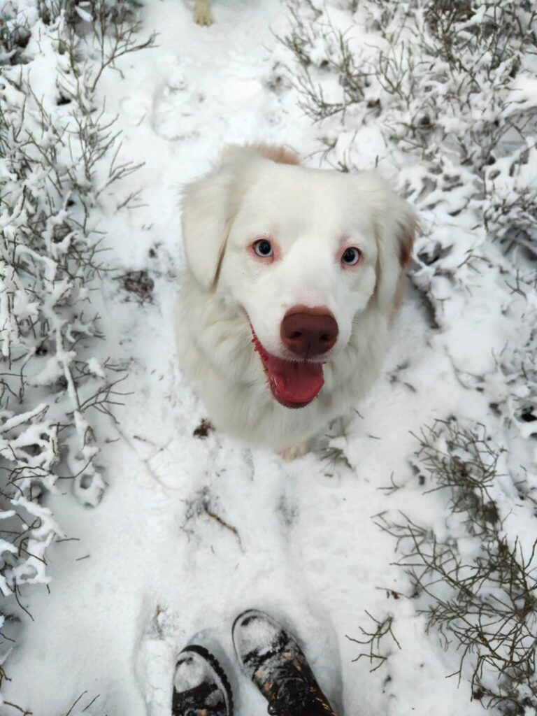 Dog surrounded by snow