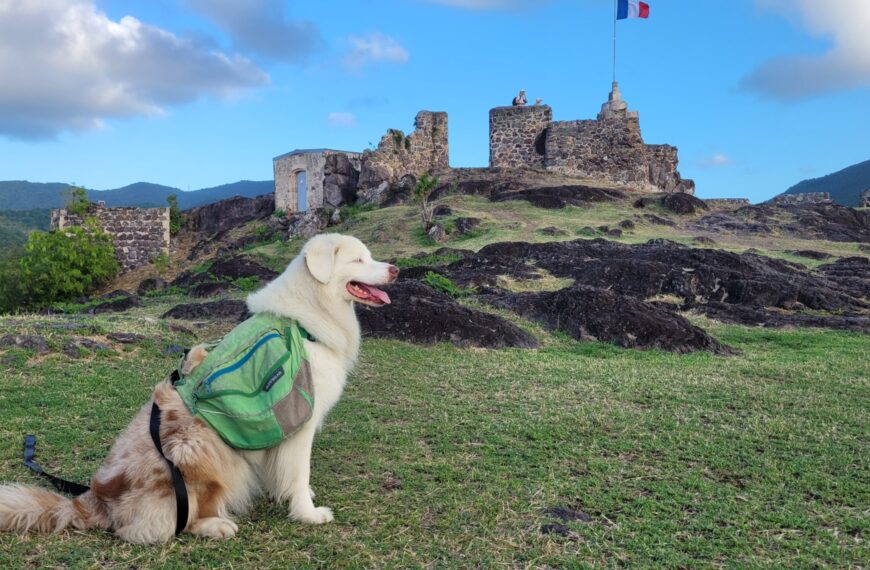 Complete Overview to Sailing with a Dog