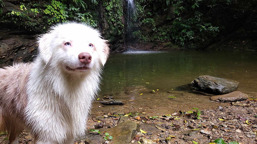 Your Complete Guide to Bringing a Dog to Trinidad