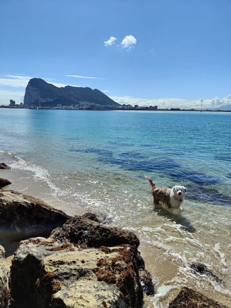Dog in water in front of Rock of Gibraltar