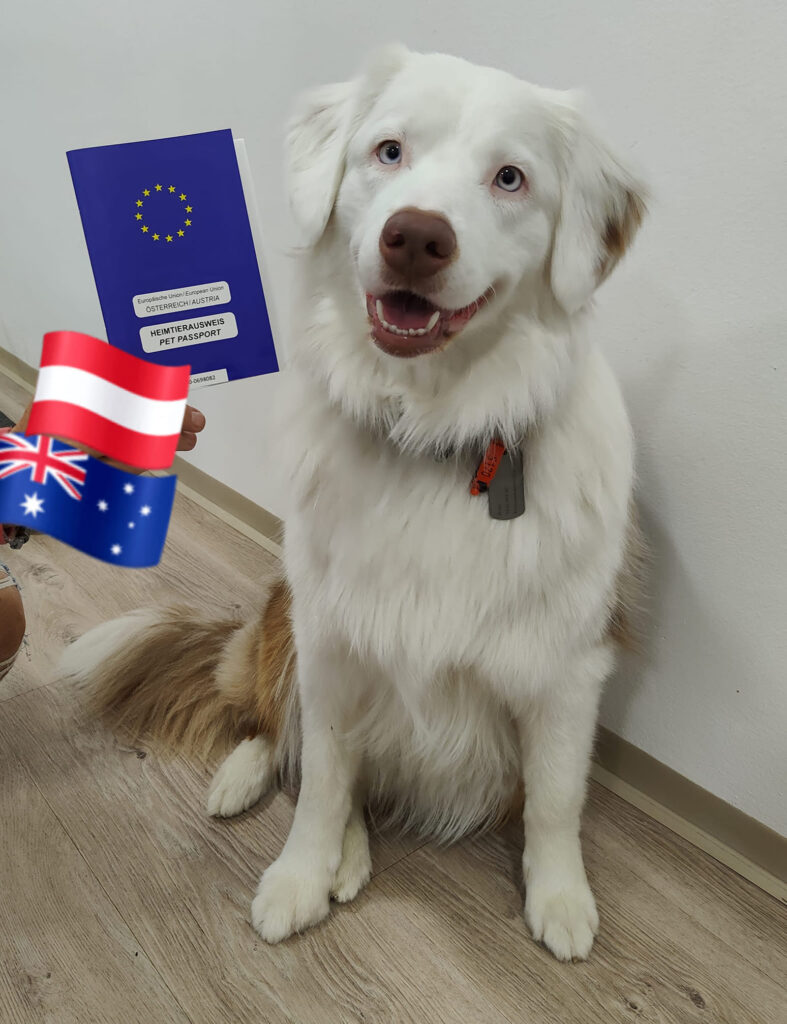 Dog with European pet passport
