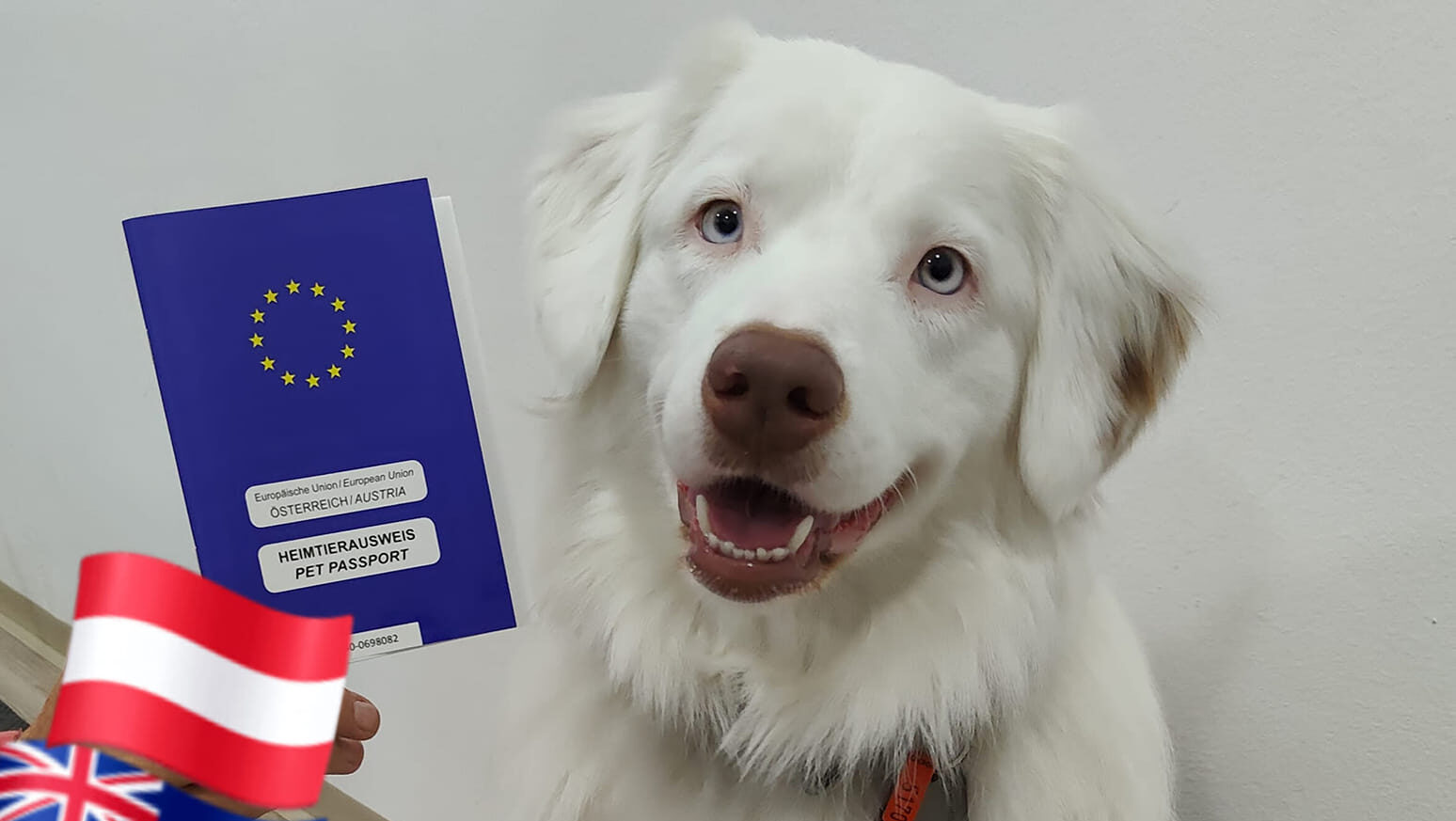 How to Get an EU Pet Passport for Your Dog